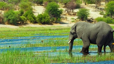 Elephants in Botswana Stock Footage 272150327
