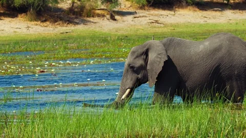 Elephants in Botswana Видео 272152782