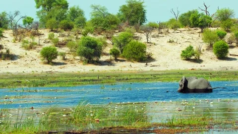 Elephants in Botswana Stock Footage 272155288