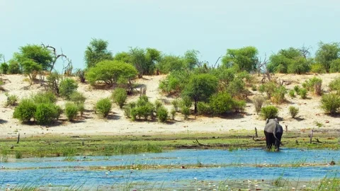 Elephants in Botswana Video stock 272156633