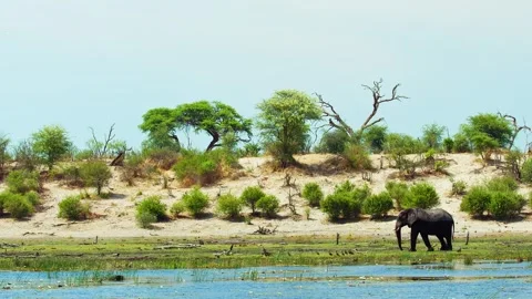 Elephants in Botswana Stock Footage 272160970
