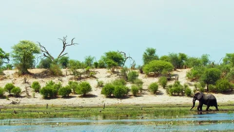 Elephants in Botswana Stock Footage 272161403