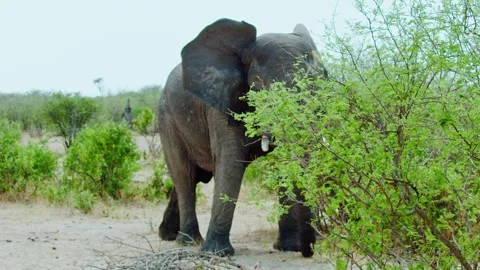 Elephants in Botswana Stock Footage 272164325
