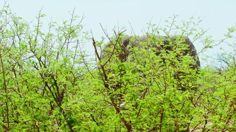 Elephants in Botswana Stock Footage 272167418