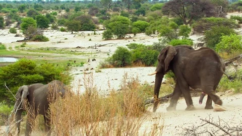 Elephants in Botswana Stock Footage 272169194