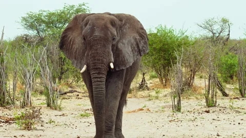 Elephants in Botswana Video stock 272169756
