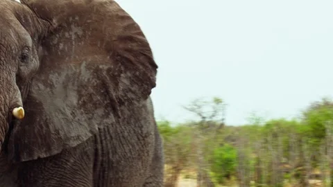 Elephants in Botswana Stock Footage 272170430