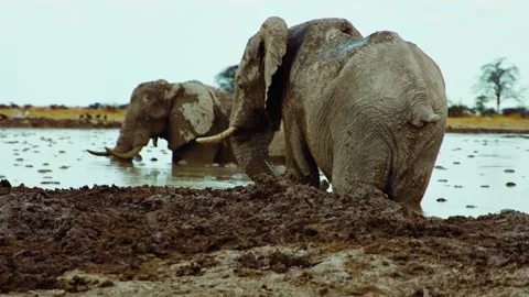 Elephants in Botswana Stock Footage 272172248