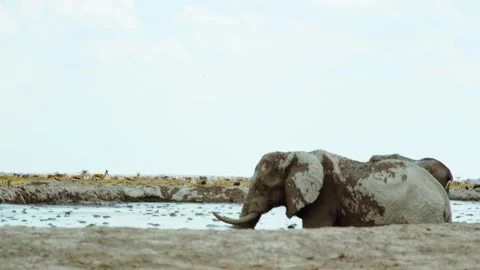 Elephants in Botswana Stock Footage 272174107