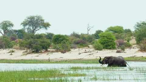 Elephants in Botswana Stock Footage 272177662