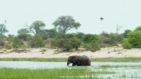 Elephants in Botswana Stock Footage 272177922