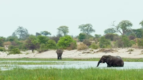 Elephants in Botswana Video stock 272178662