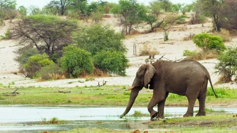 Elephants in Botswana Stock Footage 272179903