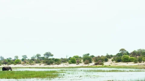 Elephants in Botswana Stock Footage 272180019