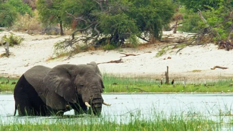 Elephants in Botswana Stock Footage 272180882