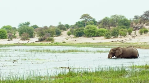 Elephants in Botswana Stock Footage 272181721
