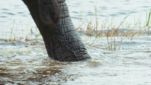 Elephants in Botswana Video stock 272183855