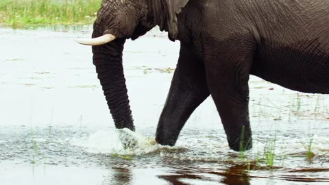 Elephants in Botswana Stock Footage 272184140