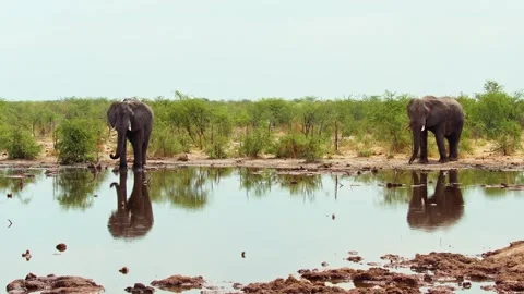 Elephants in Botswana Video stock 272184156
