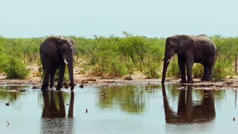Elephants in Botswana Stock Footage 272185296