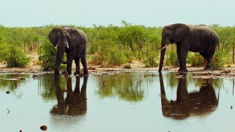 Elephants in Botswana Stock-Footage 272185459