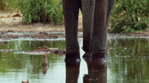 Elephants in Botswana Video stock 272185783