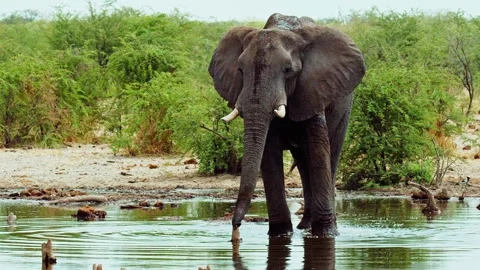 Elephants in Botswana Stock Footage 272185807