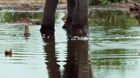 Elephants in Botswana Stock Footage 272186324