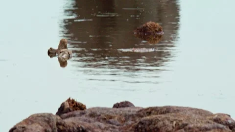 Elephants in Botswana Stock Footage 272186733