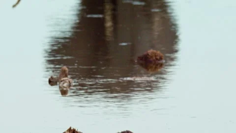 Elephants in Botswana Stock Footage 272187114