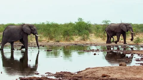 Elephants in Botswana Stock Footage 272187684