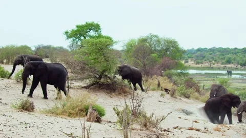 Elephants in Botswana Stock Footage 272188485