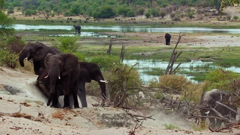 Elephants in Botswana Stock Footage 272188606
