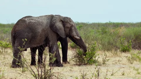 Elephants in Botswana Stock Footage 272188676