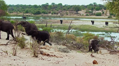 Elephants in Botswana Video stock 272188825