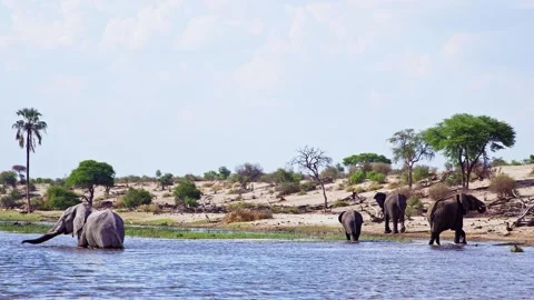 Elephants in Botswana Stock Footage 272191170