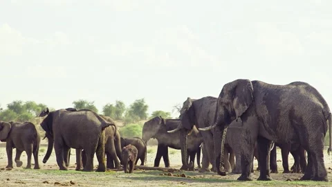 Elephants in Botswana Видео 272191890