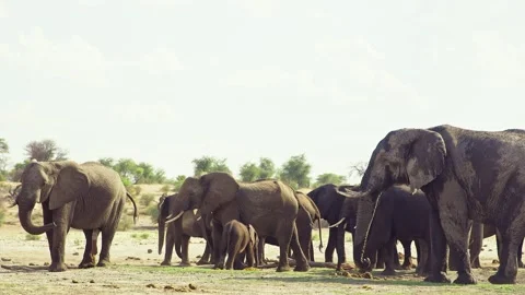 Elephants in Botswana Stock Footage 272192260