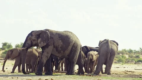 Elephants in Botswana Stock Footage 272192321