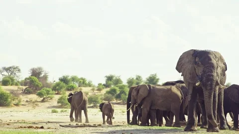 Elephants in Botswana Stock-Footage 272193114