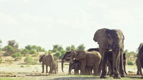 Elephants in Botswana Stock Footage 272193520