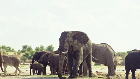 Elephants in Botswana Video stock 272194240