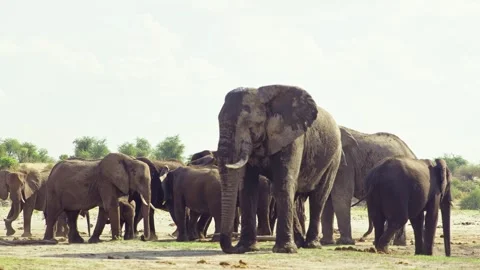 Elephants in Botswana Stock Footage 272194312