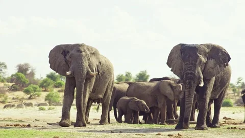 Elephants in Botswana Stock Footage 272194773