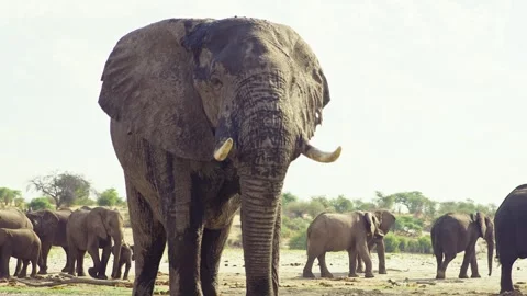 Elephants in Botswana Stock Footage 272197538