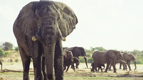 Elephants in Botswana Stock Footage 272197816
