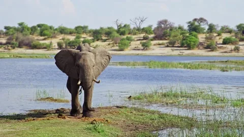 Elephants in Botswana Stock Footage 272199135