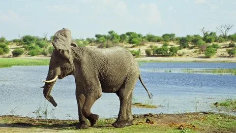 Elephants in Botswana Video stock 272199667