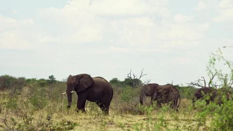 Elephants in Botswana Stock Footage 272201050
