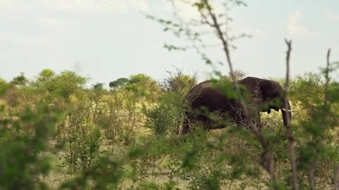 Elephants in Botswana Stock Footage 272201594
